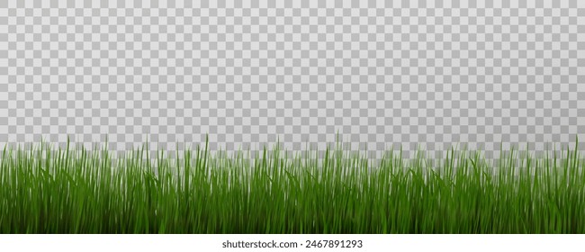 Grass border, vector illustration. Vector grass, lawn. Grass png, lawn png. Green grass with sun glare.