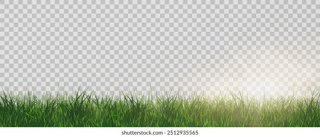 Grass border, vector illustration. Vector grass, lawn. Grass png, lawn png. Green grass with sun glare.