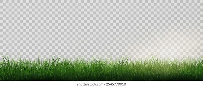 Grass border, vector illustration. Vector grass, lawn. Grass png, lawn png. Green grass with sun glare.