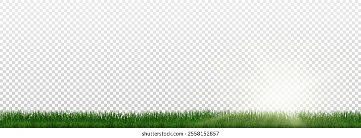 Grass border, vector illustration. Vector grass, lawn. Grass png, lawn png. Green grass with sun glare.