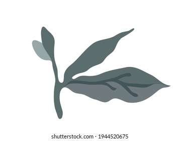 Grass branch for botanical design. Vector on a white background.