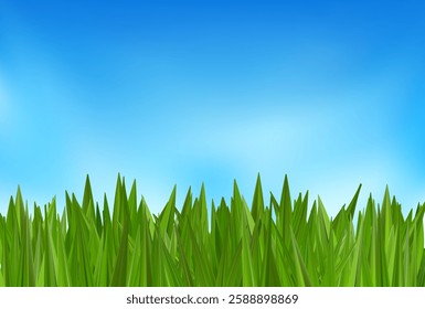 Grass bush land, sky header background. Green field 3d texture, blue cloud sunrise spring vector. Summer meadow landscape, football lawn, nature park tuft garden. Fresh plant, turf hill border layout