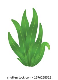Gras oder Büsche. Grünes, realistisches Federgras. Frische Pflanzen, botanische Gartengrüne, Kräuter und Blätter, Vektorgrafik einzeln auf Weiß. Natürliche Rasenflächen, Wiesen und Pflanzen