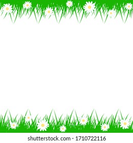 Grass and camomile on white background.