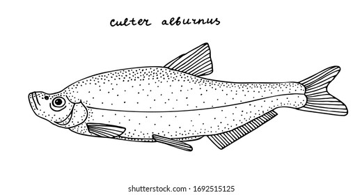 Grass Carp (Culter Alburnus). Asian Freshwater Fish. Black And White Hand Drawn Vector Illustration.