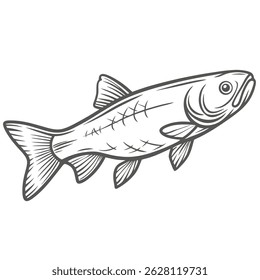 Grass Carp Line Art, Ctenopharyngodon Idella