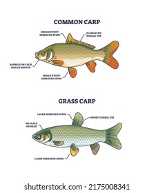 Grass carp vs common carp species anatomical differences outline diagram. Labeled educational scheme with adult fish structure vector illustration. Biological water fauna example with fin and stout.