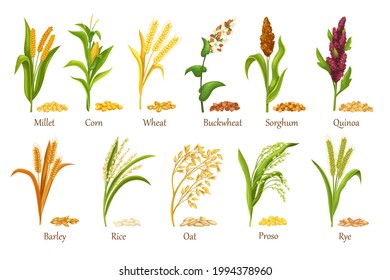 Grass cereal crops, agricultural plant vector illustration. Set heap grains seeds, farm crop harvest. Cereal plants of rice, wheat, corn, rye, barley, millet, buckwheat, sorghum, oat, quinoa, proso.