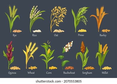 Grass cereal crops, agricultural plant vector illustration. Cereal plants of rice, wheat, corn, rye, barley, millet, buckwheat, sorghum, oat, quinoa and proso. Set heap grains seeds, farm crop harvest