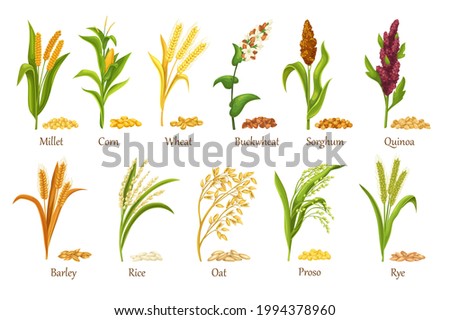 Grass cereal crops, agricultural plant vector illustration. Set heap grains seeds, farm crop harvest. Cereal plants of rice, wheat, corn, rye, barley, millet, buckwheat, sorghum, oat, quinoa, proso.