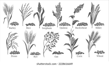 Icono de glifo de cultivos de cereales de hierba conjunto de ilustración vectorial. Cultivos agrícolas negros aislados recolección con plantas de grano y semillas de cosecha de granjas del campo, maíz sorgo quinua de trigo sarraceno