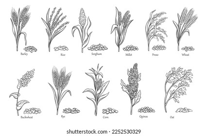 Grass cereal crops outline