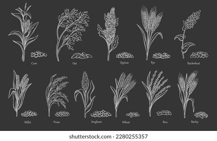 Icono de contorno de cultivos de cereales de hierba blanco en la ilustración vectorial de conjunto negro. Cultivos agrícolas con plantas de grano y semillas de cosecha de granos de campo, trigo sórgano de maíz de sorgo quinua