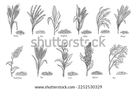 Grass cereal crops outline icon set vector illustration. Line hand drawing agriculture crops collection with grain plants and seeds of farm harvest from field, sorghum quinoa corn rice buckwheat wheat ストックフォト © 