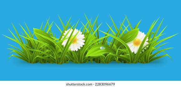 grass with chamomile flowers and dew