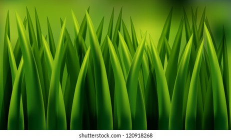 Grass Close-Up