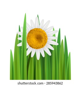 Grass with daisy flower vector illustration with empty space square