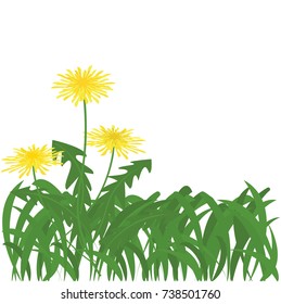 Grass with dandelion flowers on white background vector.