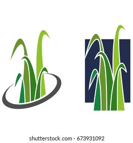 Grass different options. Lawn care
