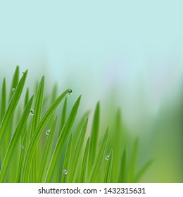 Grass in droplets of water background. A nature fresh composition