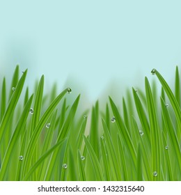 Grass in droplets of water background. A nature fresh composition