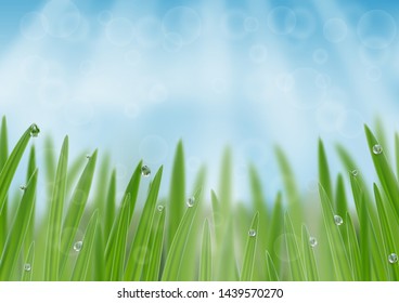 Grass in droplets of water background. A nature fresh web banner