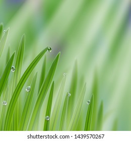 Grass in droplets of water with sunrays background. A nature fresh composition