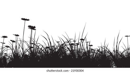 grass field with camomile