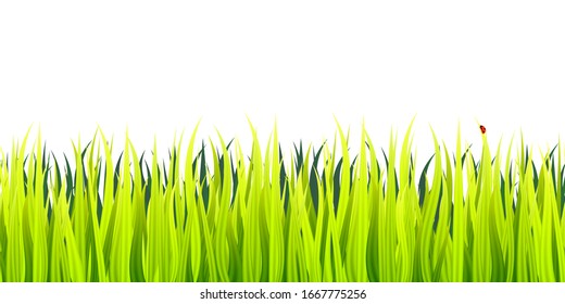 Grass field seamless footer. Microgreen wheat sprouts.