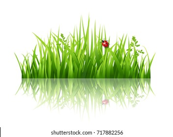 Grass with flowers background.Vector