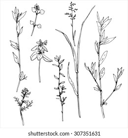 grass and flowers, floral vector set of ink drawn wild plants, monochrome black line drawing elements