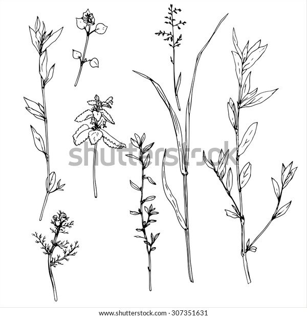 Grass Flowers Floral Vector Set Ink Stock Vector (Royalty Free ...