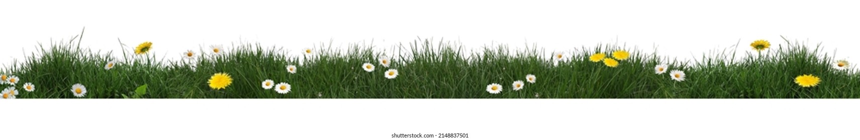 Grass and flowers isolated on transparent background