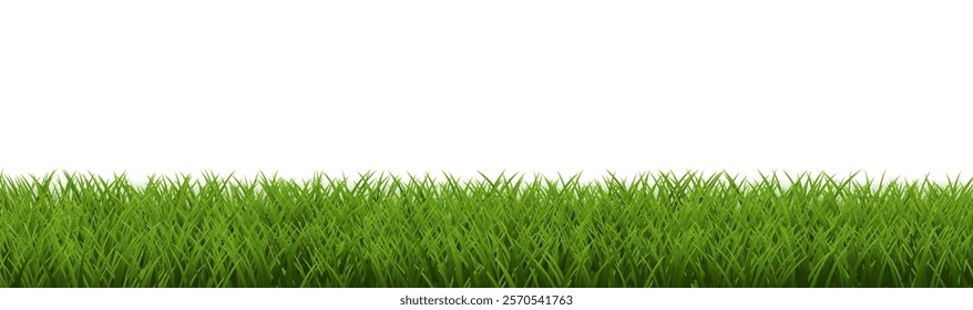 Grass Frame White And Transparent Background , Vector Illustration