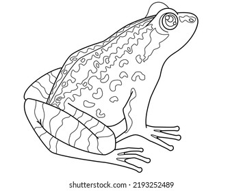 Grass frog, amphibious animal - vector linear picture for coloring. Outline. Toad or common frog, small amphibious animal for coloring book.