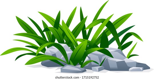 Grass with green long leaves grow around stones in landscape design, detailed green plants on ground isolated illustration, decorative plant composition on ground, dense vegetation in garden