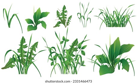 Grass green plants realistic set of wild uncultivated seedings on white background isolated vector illustration