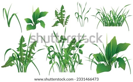 Grass green plants realistic set of wild uncultivated seedings on white background isolated vector illustration