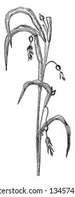 The grass grows two to four feet tall and the seeds are used as decorative bead. It is called as Job's tears, vintage line drawing or engraving illustration.