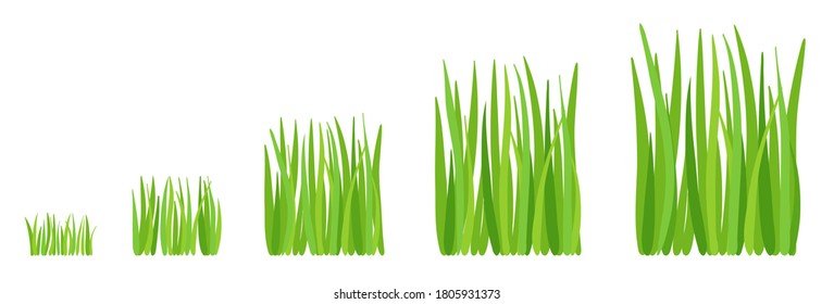 Grass growth stages. Lawn mowing. Ripening cut period. Vector infographic.