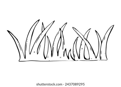 Grass. Hand drawn vector illustration of greenery in doodle style. Design element for nature.