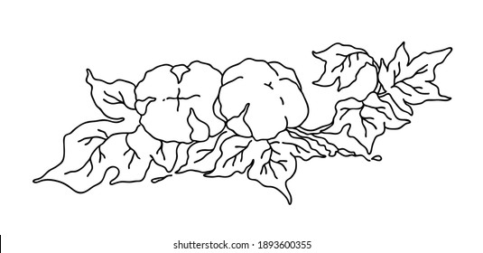 С hierba de otton. Ilustración vectorial dibujada a mano sobre un fondo blanco. Para el diseño de bodas, diseño botánico. Aislado y de alta resolución.