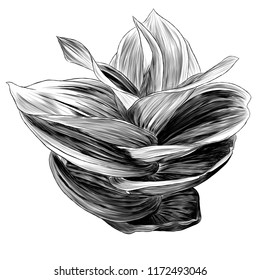 grass hellebore, sketch vector graphics monochrome illustration on white background