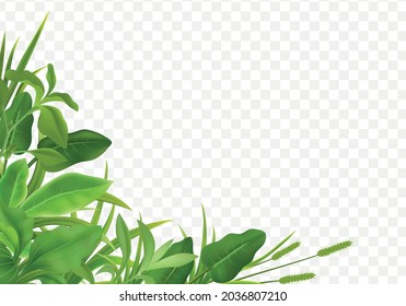 Grass herbs young cereal plant seedlings green leaves decorative realistic corner composition on transparent background vector illustration