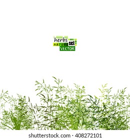 grass horizontal line. seamless background. Vector