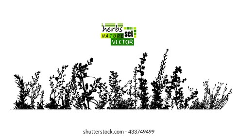 grass horizontal line. Vector
