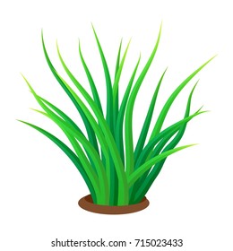 Grass icon. Realistic illustration of grass vector icon for web design isolated on white background