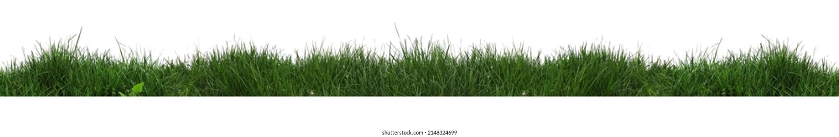 Grass isolated on transparent background