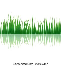 Grass isolated on white