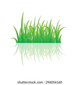 Grass isolated on white